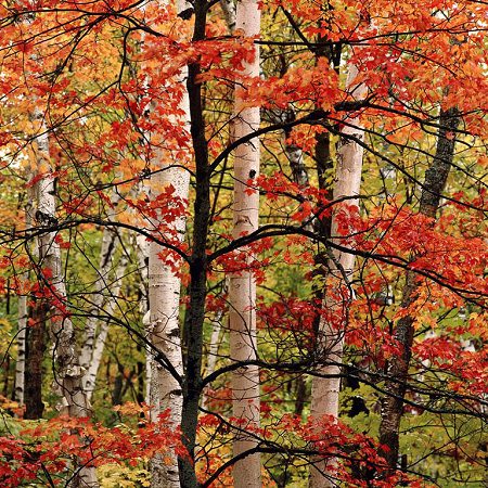 Autumn trees with vibrant red and orange leaves.